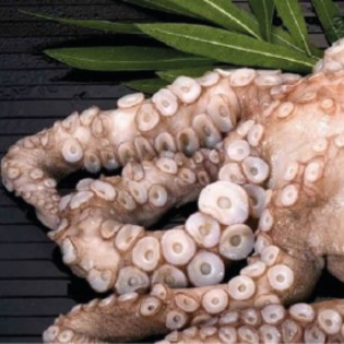 Pulpo Nº2C Fribo Cantábrico