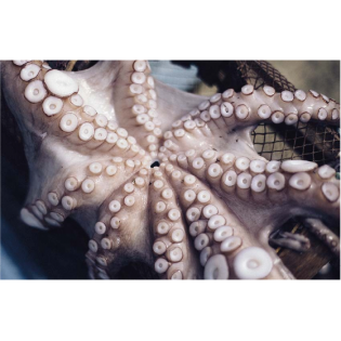 Pulpo Negro - Optopus mimus